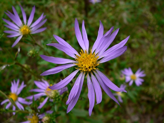 {Eurybia spectabilis}